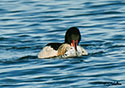 Mergus merganser